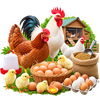Poultry & Eggs